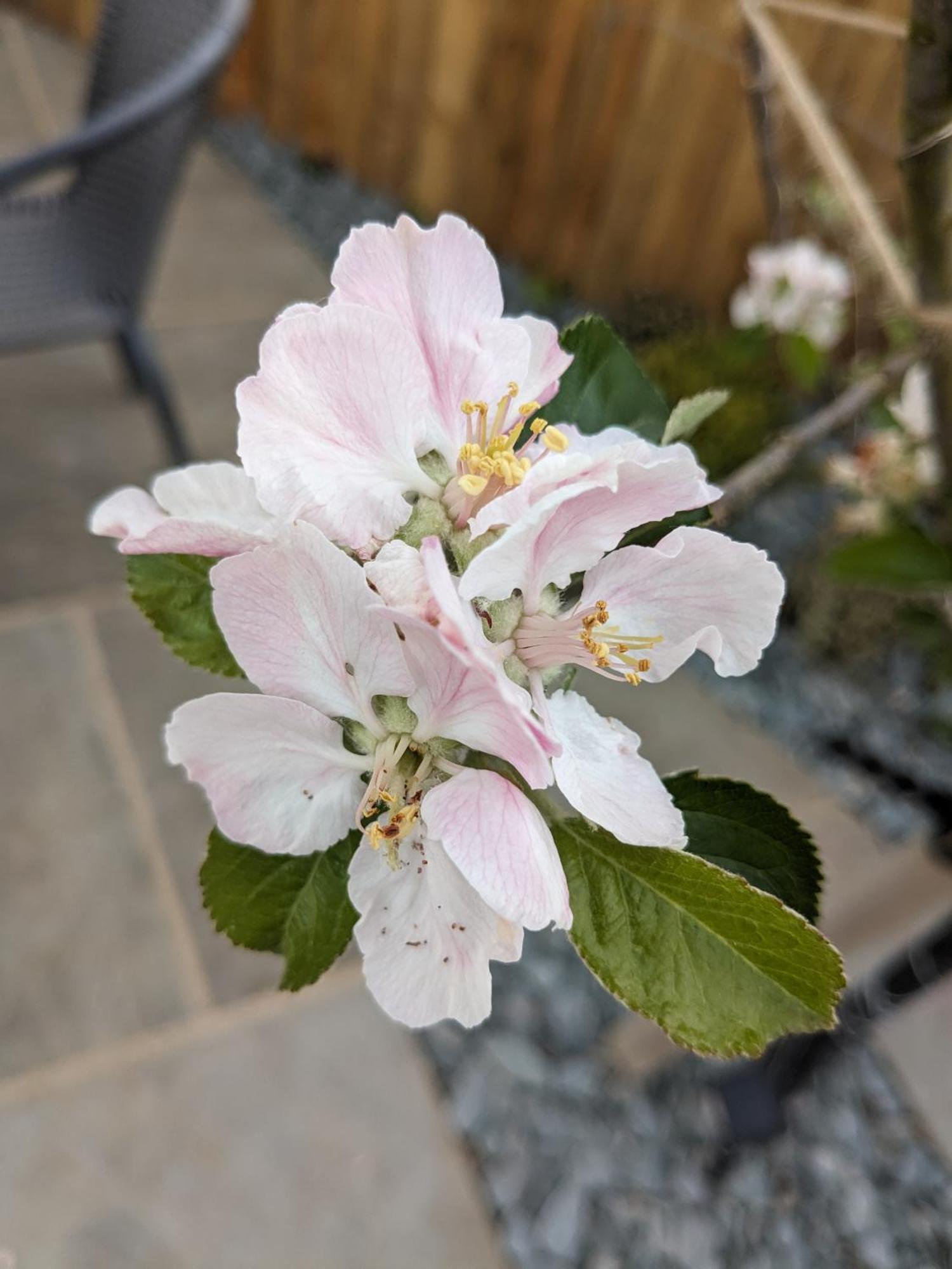 Rosegarth Bed And Breakfast Marton near Pickering Buitenkant foto